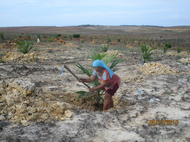 Lowongan-Kerja-Kebun-Sawit-Papua